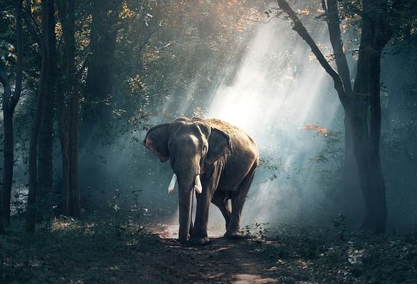 Photographier les animaux sauvages : quel équipement utiliser ?